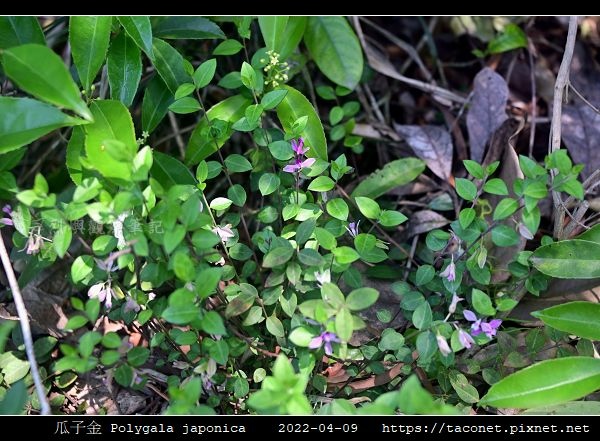 瓜子金 Polygala japonica_04.jpg