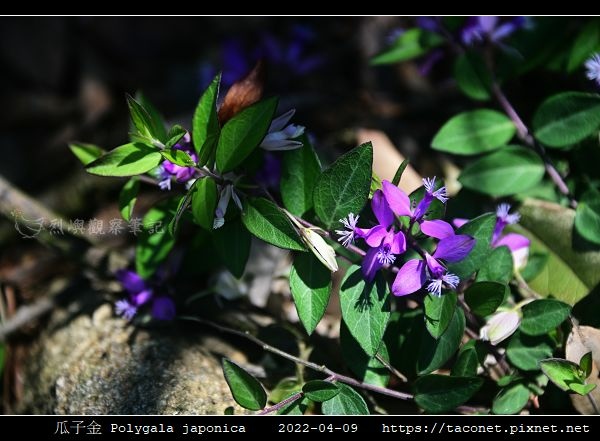 瓜子金 Polygala japonica_03.jpg