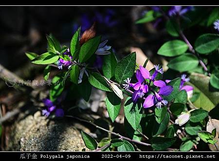 瓜子金 Polygala japonica_03.jpg 瓜子金 Polygala japonica_03.jpg