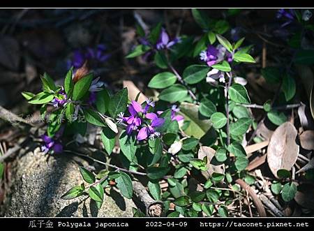 瓜子金 Polygala japonica_01.jpg