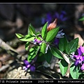 瓜子金 Polygala japonica_02.jpg