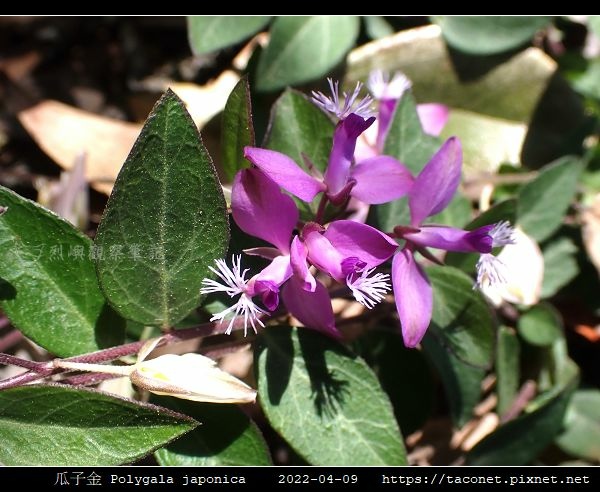 瓜子金 Polygala japonica_06.jpg