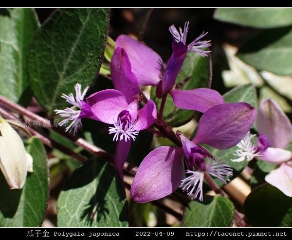 瓜子金 Polygala japonica_11.jpg