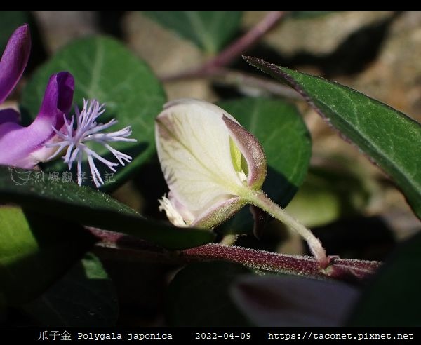 瓜子金 Polygala japonica_07.jpg