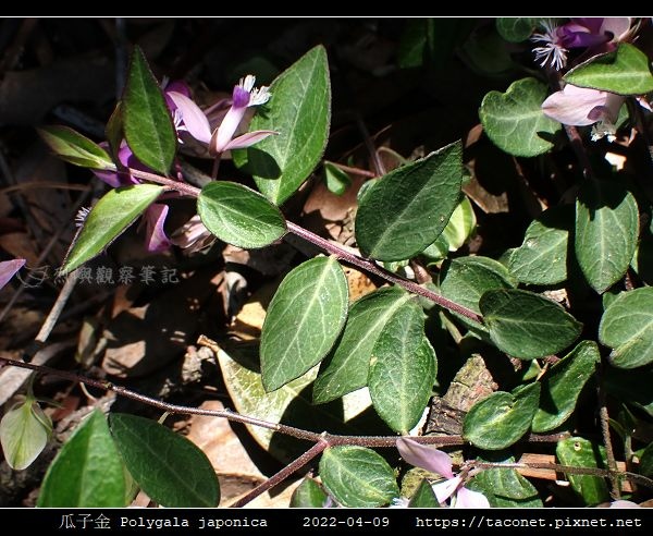 瓜子金 Polygala japonica_12.jpg