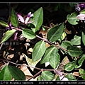 瓜子金 Polygala japonica_12.jpg