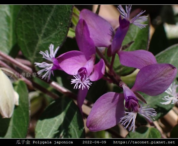 瓜子金 Polygala japonica_09.jpg