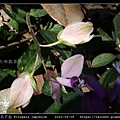 瓜子金 Polygala japonica_08.jpg