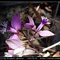 瓜子金 Polygala japonica_14.jpg