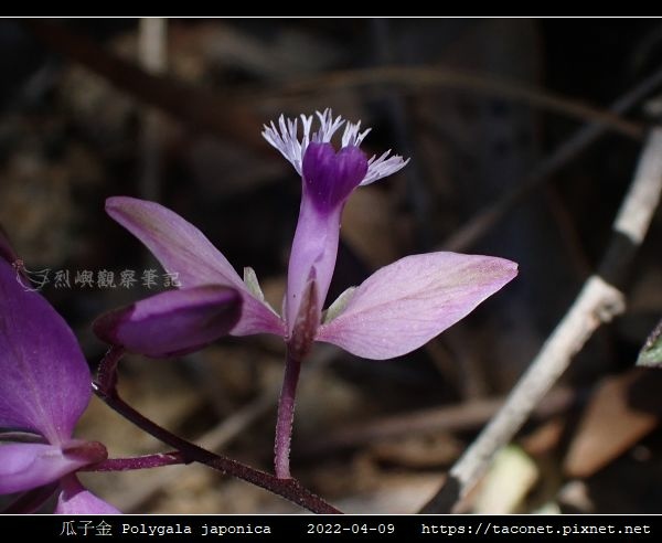 瓜子金 Polygala japonica_13.jpg