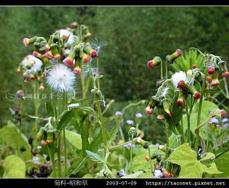 菊科-昭和草_01.jpg 菊科-昭和草_01.jpg