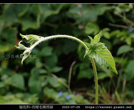 旋花科-長梗毛娥房藤_08.jpg