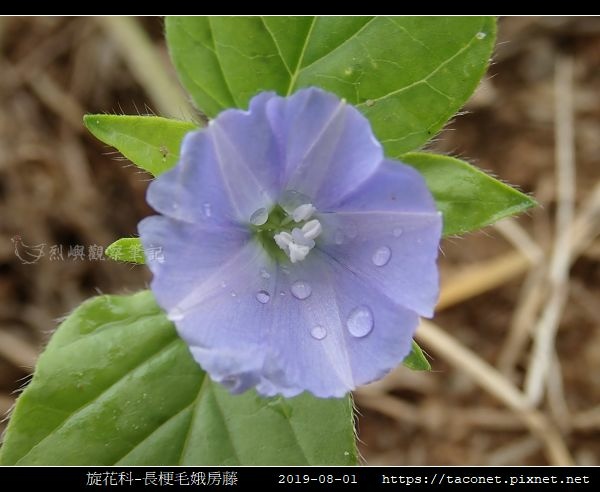 旋花科-長梗毛娥房藤_12.jpg