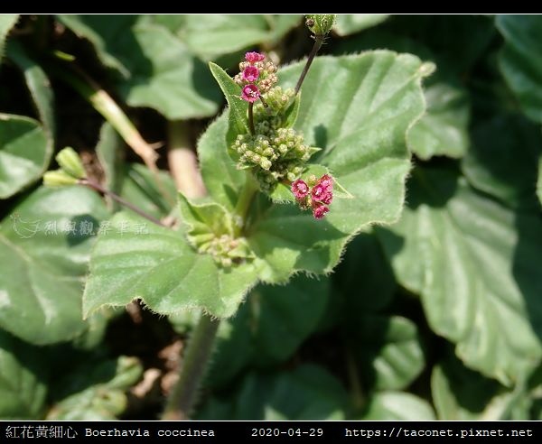 紅花黃細心 Boerhavia coccinea_04.jpg