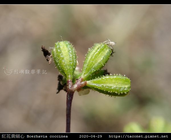 紅花黃細心 Boerhavia coccinea_01.jpg