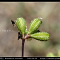 紅花黃細心 Boerhavia coccinea_01.jpg