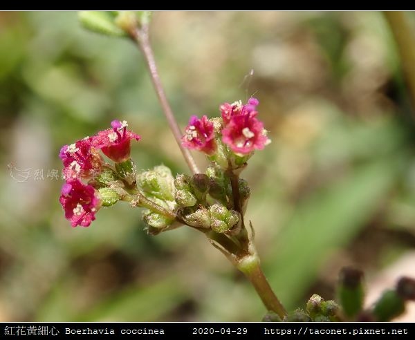 紅花黃細心 Boerhavia coccinea_02.jpg