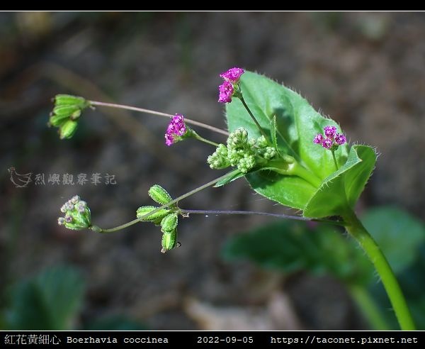 紅花黃細心 Boerhavia coccinea_05.jpg 紅花黃細心 Boerhavia coccinea_05.jpg