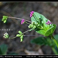 紅花黃細心 Boerhavia coccinea_05.jpg