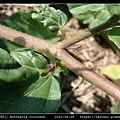 紅花黃細心 Boerhavia coccinea_03.jpg