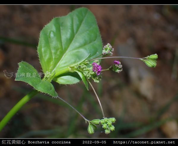 紅花黃細心 Boerhavia coccinea_09.jpg