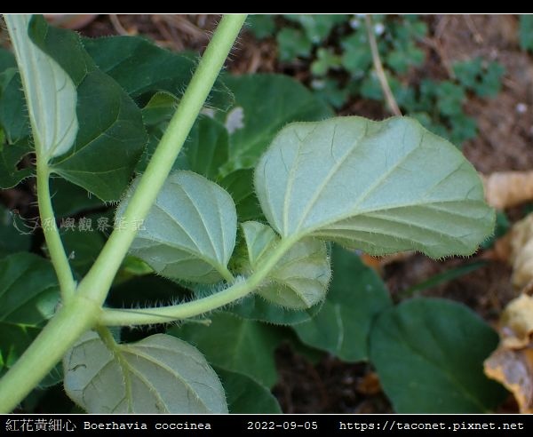 紅花黃細心 Boerhavia coccinea_08.jpg