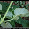 紅花黃細心 Boerhavia coccinea_08.jpg