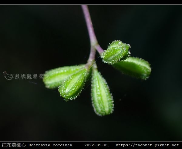 紅花黃細心 Boerhavia coccinea_11.jpg
