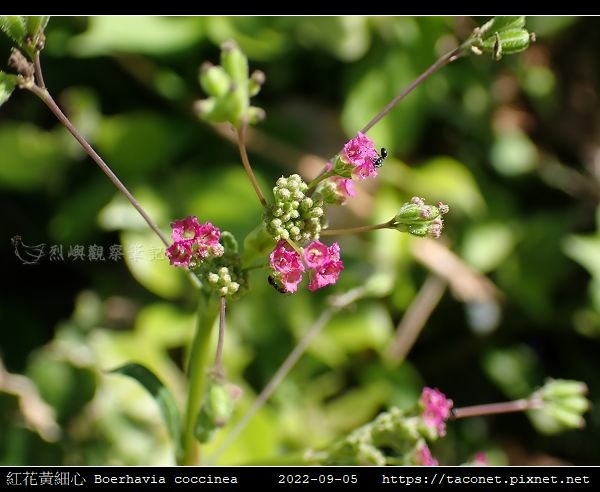 紅花黃細心 Boerhavia coccinea_15.jpg