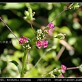 紅花黃細心 Boerhavia coccinea_15.jpg