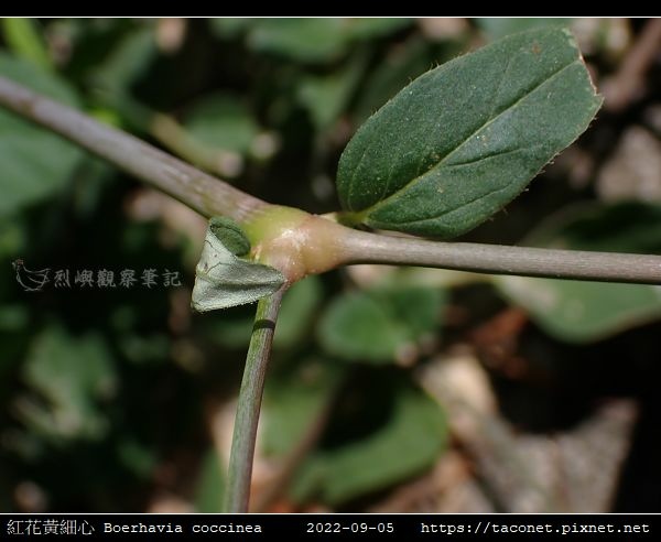 紅花黃細心 Boerhavia coccinea_16.jpg