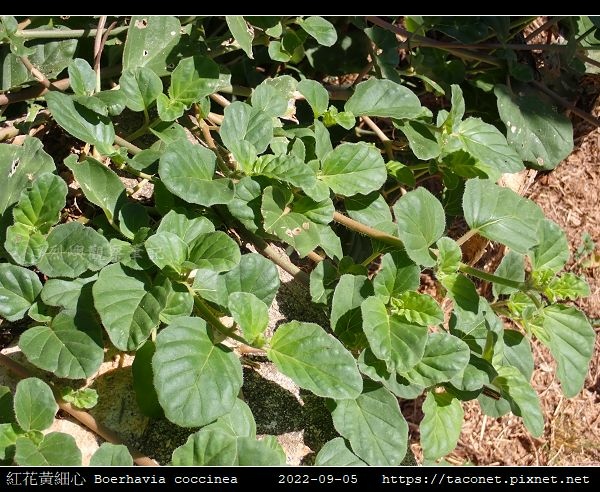 紅花黃細心 Boerhavia coccinea_18.jpg