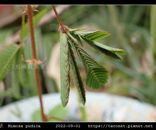 含羞草 Mimosa pudica_06.jpg