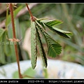 含羞草 Mimosa pudica_06.jpg