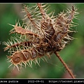 含羞草 Mimosa pudica_02.jpg