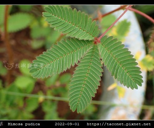 含羞草 Mimosa pudica_03.jpg