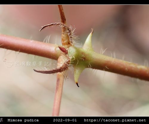 含羞草 Mimosa pudica_04.jpg