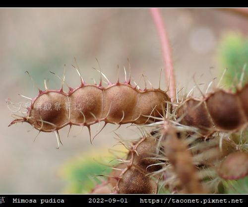 含羞草 Mimosa pudica_07.jpg