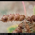 含羞草 Mimosa pudica_07.jpg