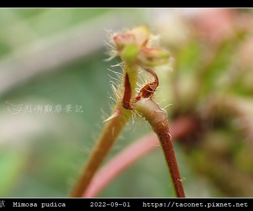 含羞草 Mimosa pudica_08.jpg