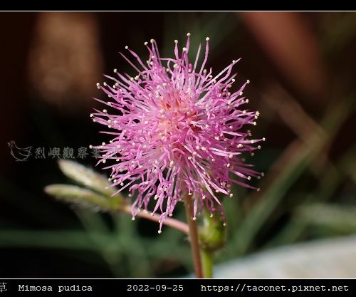 含羞草 Mimosa pudica_10.jpg