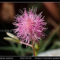 含羞草 Mimosa pudica_10.jpg