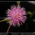 含羞草 Mimosa pudica_13.jpg