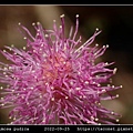 含羞草 Mimosa pudica_09.jpg