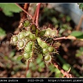 含羞草 Mimosa pudica_12.jpg