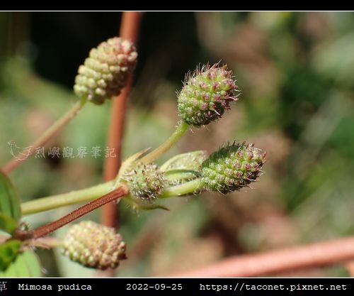 含羞草 Mimosa pudica_11.jpg