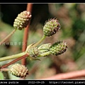 含羞草 Mimosa pudica_11.jpg