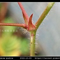 含羞草 Mimosa pudica_14.jpg