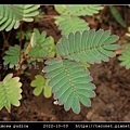 含羞草 Mimosa pudica_15.jpg