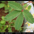 含羞草 Mimosa pudica_03.jpg